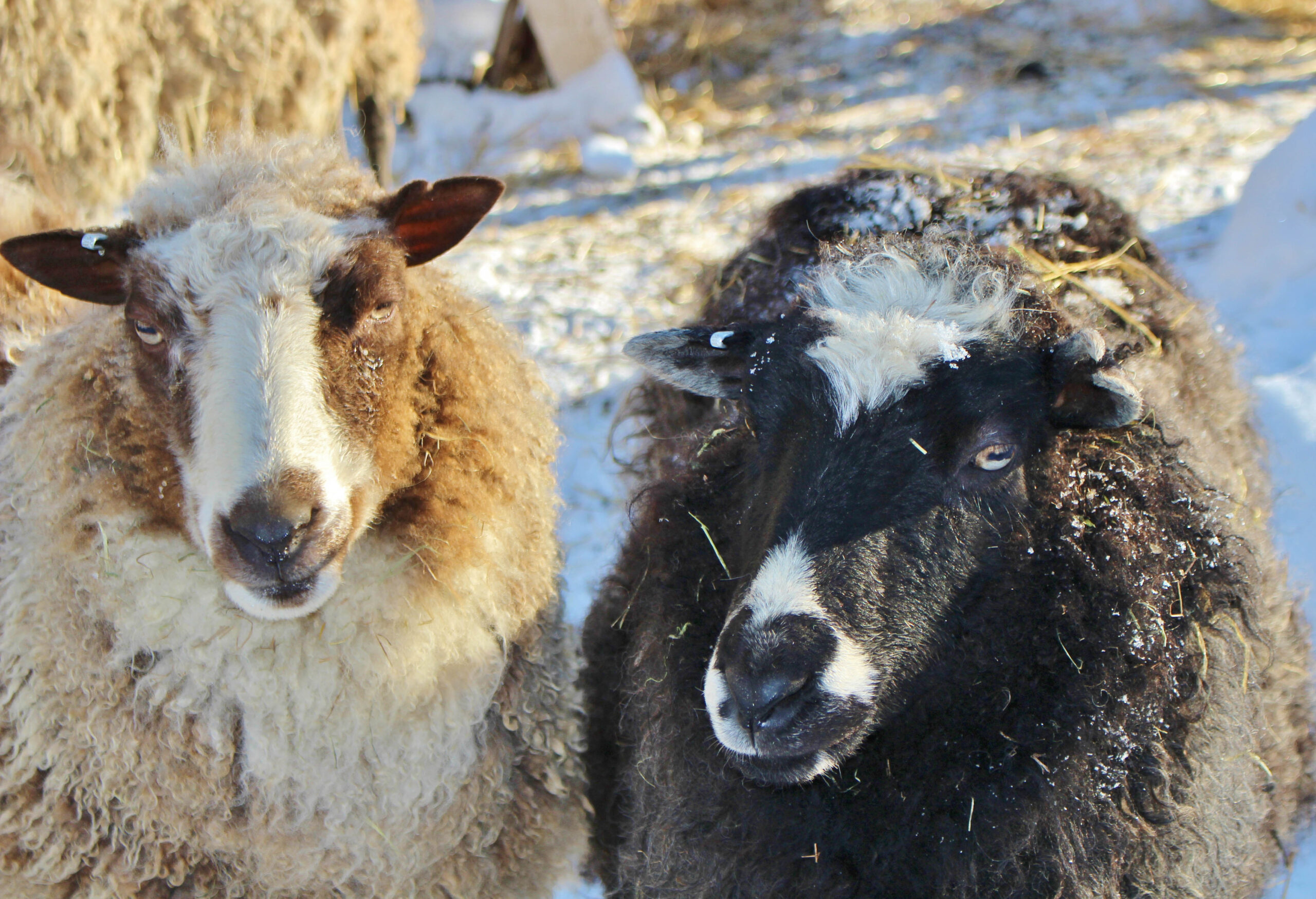 Två får ute i vintersol.