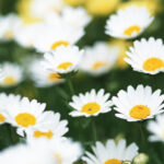 många kamomillblommor på nära håll