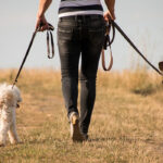 En kvinna går med två hundar i koppel.