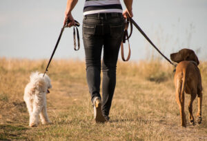 En kvinna går med två hundar i koppel.