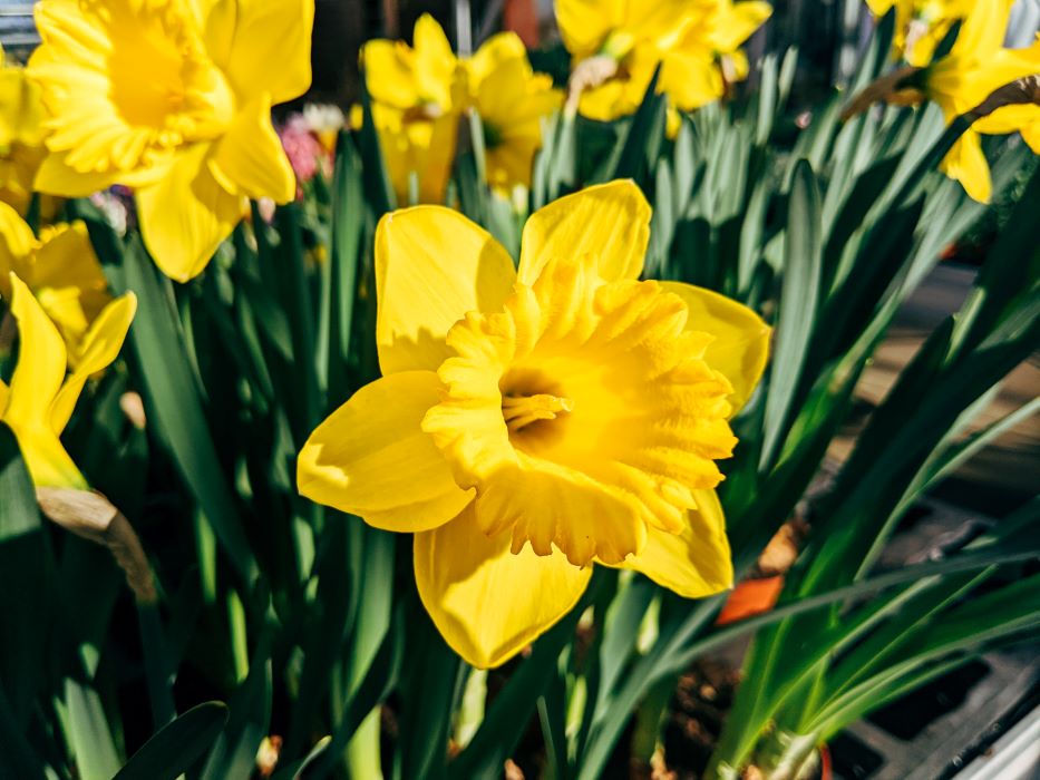 BILD PÅ BLOMMANDE PÅSKLILJOR