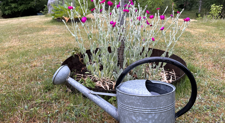 Visar en vattenkanna som star framför en blomrabatt utomhus