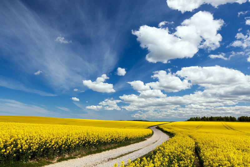 Väg genom rapsfält, blå himmel med moln.